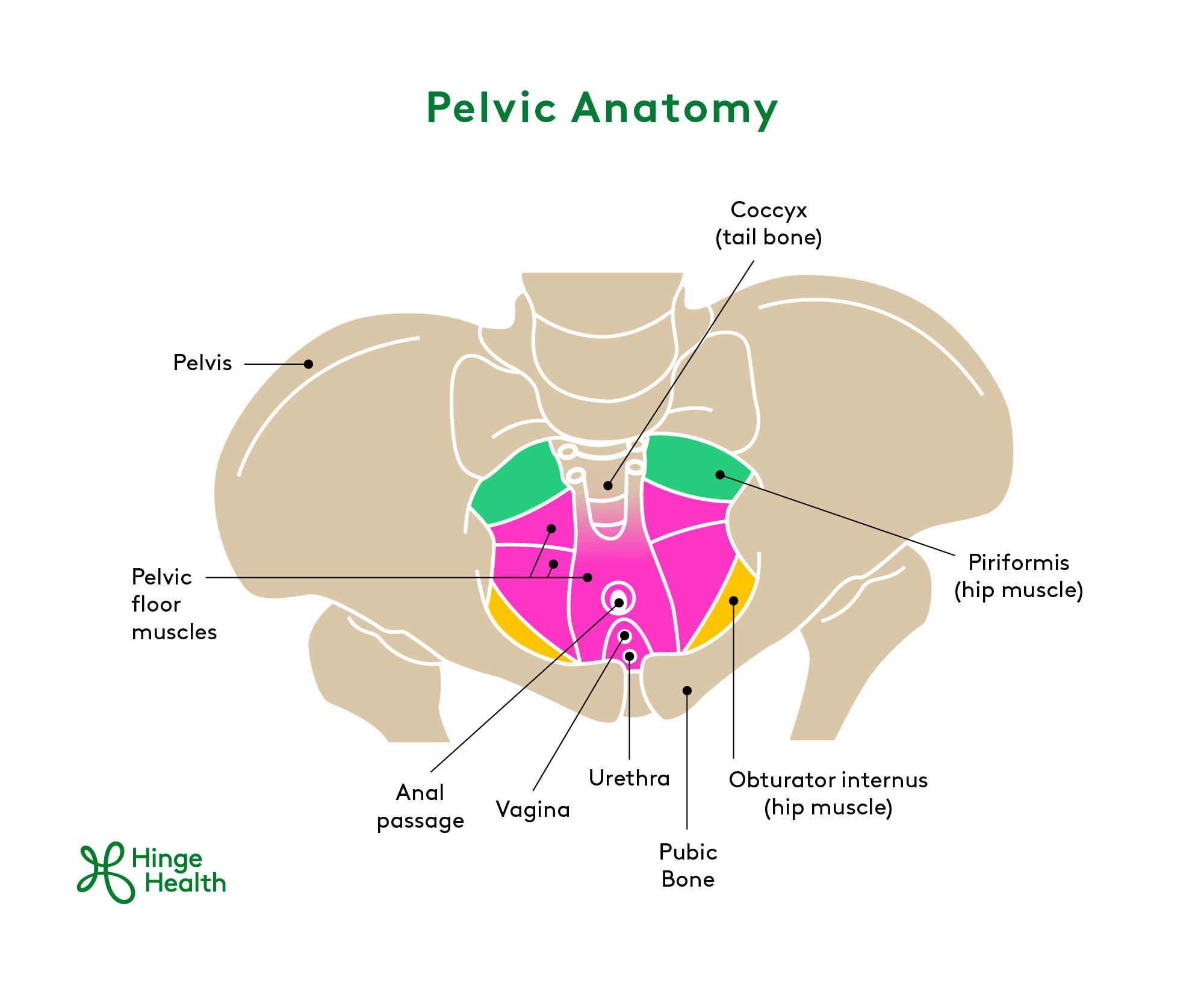 Pelvic Anatomy, pelvic pain