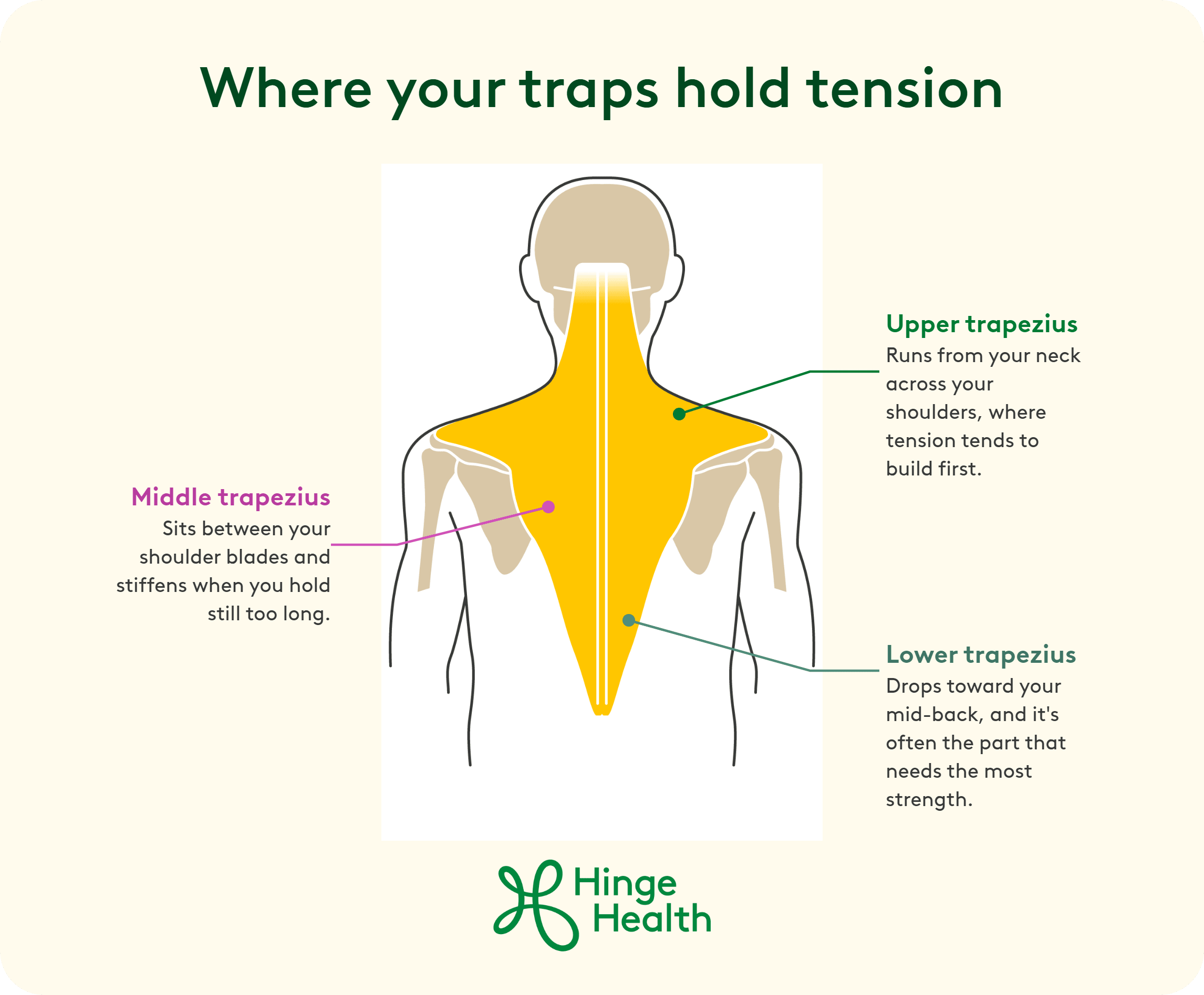 Diagram of the trapezius muscle showing its three regions — upper trapezius across the neck and shoulders, middle trapezius between the shoulder blades, and lower trapezius toward the mid-back — and where tension typically builds in each.