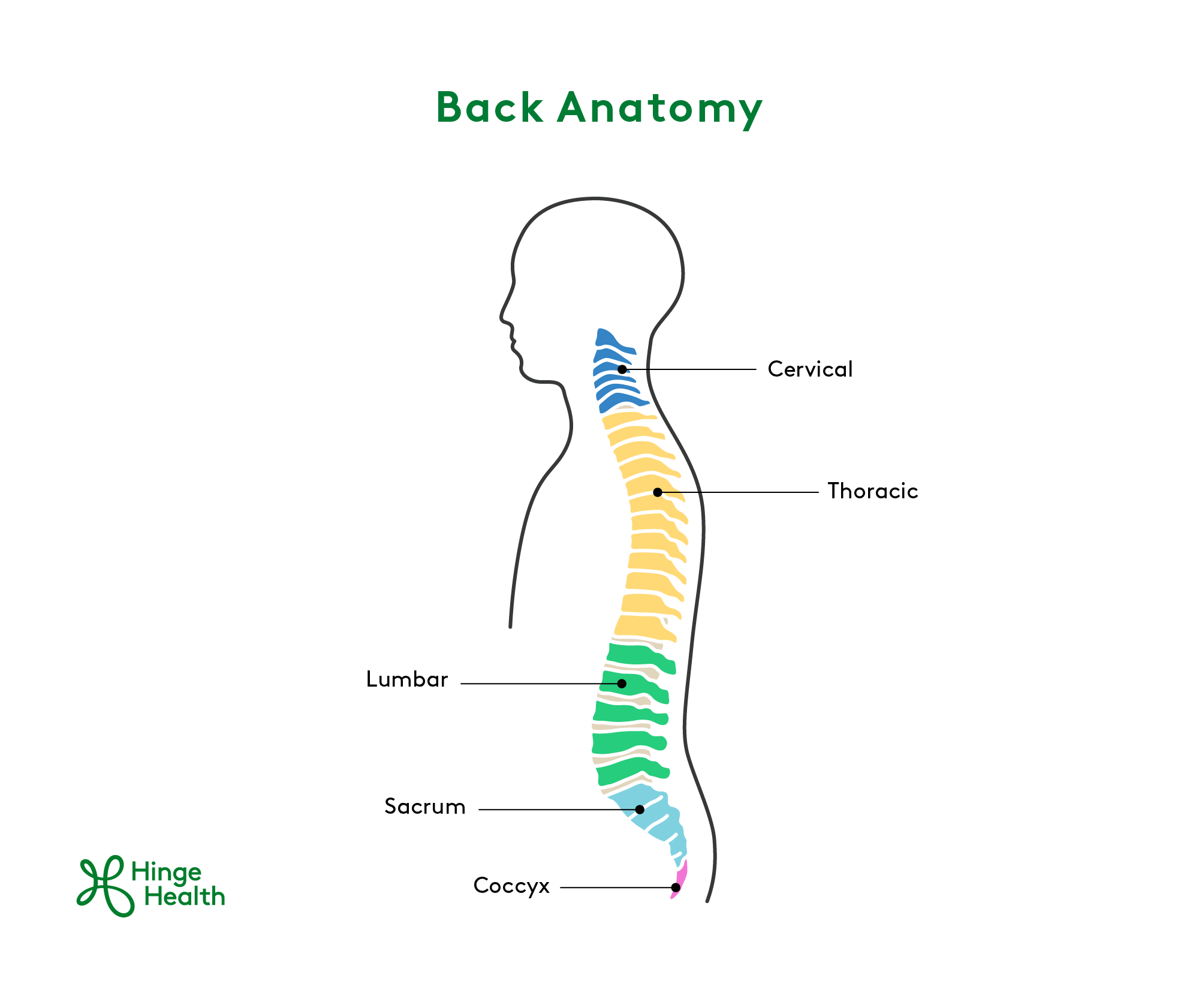 Back Anatomy, back pain