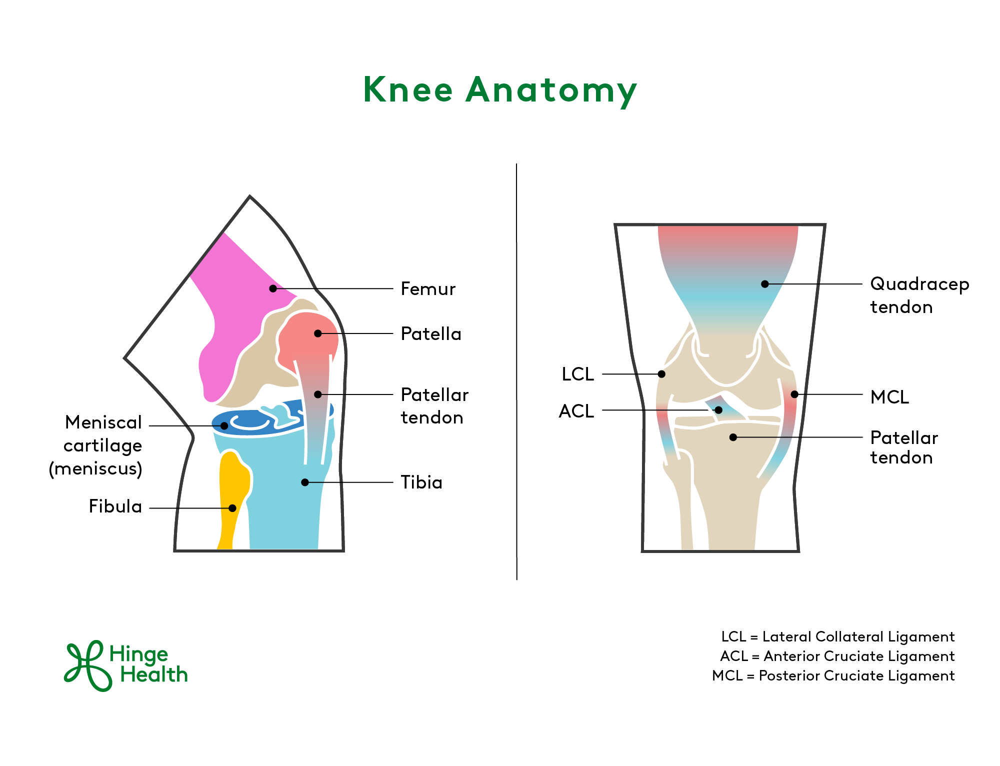 Knee Anatomy, knee pain