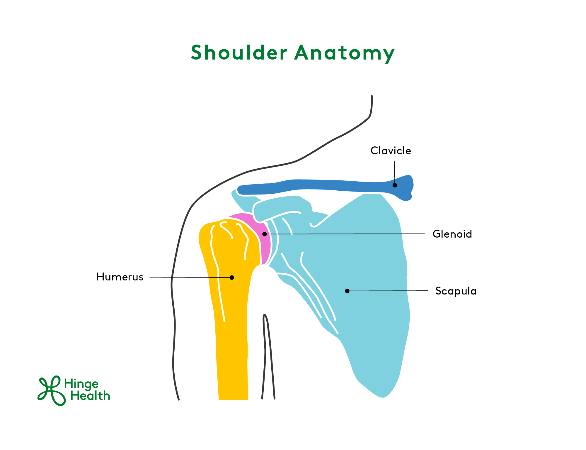 Shoulder Anatomy